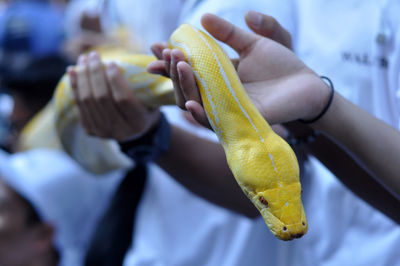 Close-up of hand holding snake head