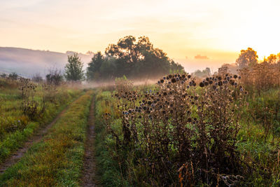 Milk thistle thicket near dirt road at foggy morning  shallow depth of field landscape