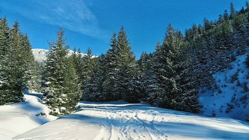 Close-up of trees against blue sky