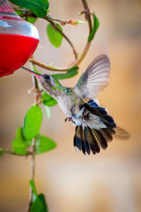 Close-up of bird flying