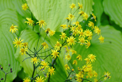 Close-up of yellow flowering plants