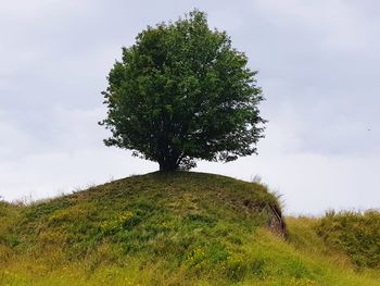 Tree on field against sky