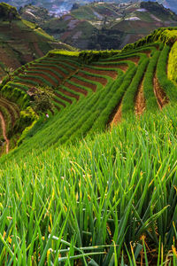 Scenic view of agricultural field