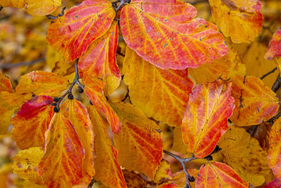 Close-up of yellow maple leaves