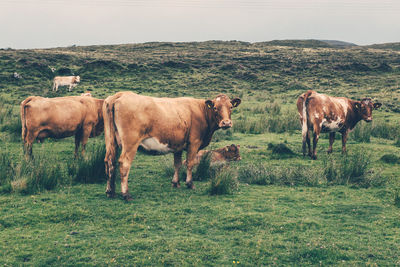 Cows standing on field against sky