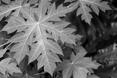 Close-up of maple leaves on tree