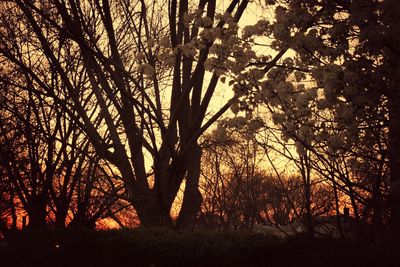 Trees at sunset