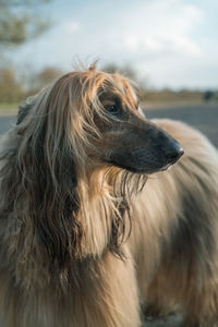 Close-up of dog looking away