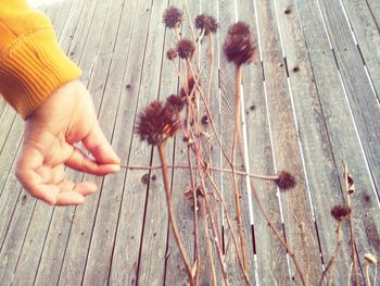 Close-up of hand holding leaf