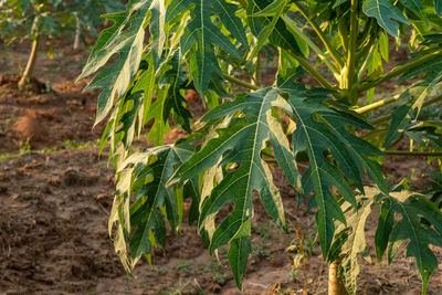 Close-up of crops growing on field