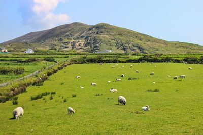 Sheep grazing in a field