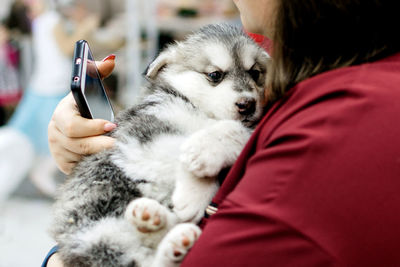 Gray malamute puppy on female hands