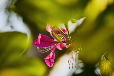 Close-up of pink flowering plant