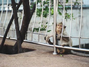 Cat on railing