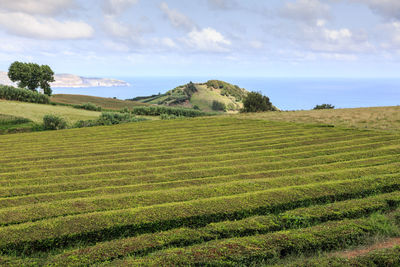 Scenic view of farm against sky