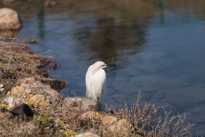 Snowy egret on lakeshore
