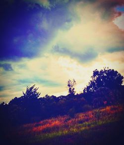 Trees on field against sky at sunset