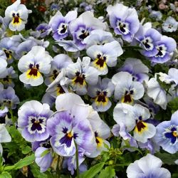 Full frame shot of purple flowers