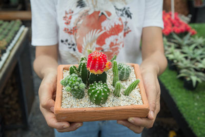 Various types of cactus in a woman's hand