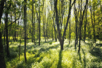 Scenic view of forest