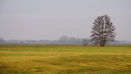 Scenic view of agricultural field against clear sky