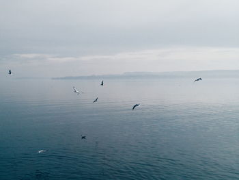 Birds flying over sea against sky