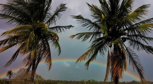 Low angle view of palm trees against sky