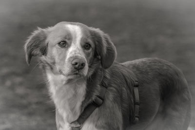 Close-up portrait of dog