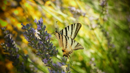 Close-up of butterfly perching on flower