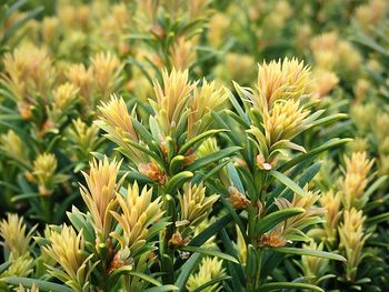 Close-up of flowers blooming on field