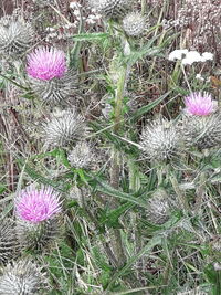 High angle view of pink flowering plants on land