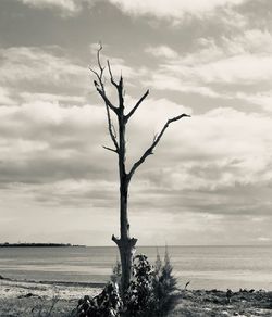 Bare tree by sea against sky