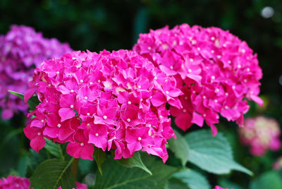 Close-up of pink flowering plant