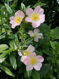 flowering plant