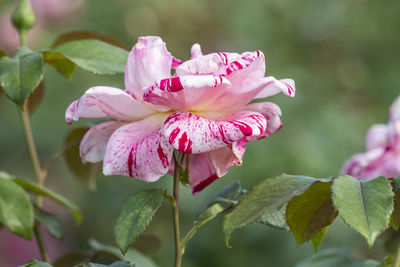 Close-up of pink flowering plant