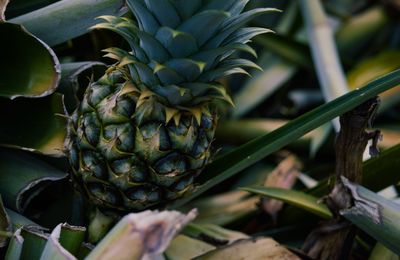 Close-up of pineapple growing