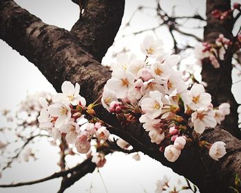 Low angle view of cherry blossoms