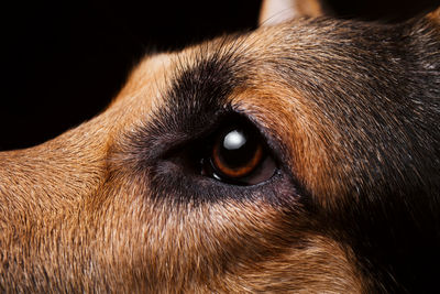 Close-up of a dog looking away