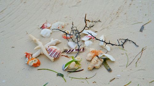 High angle view of crab on sand