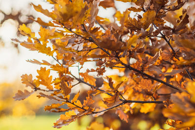 Close-up of yellow maple leaves on tree