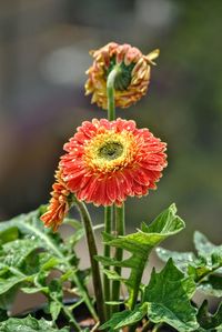 Close-up of poppy growing outdoors