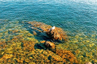 High angle view of turtle in sea