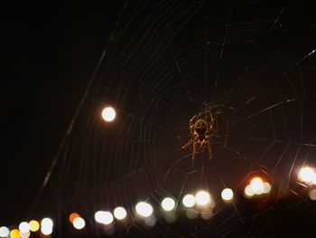 Low angle view of spider on web at night