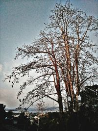 Low angle view of tree against sky