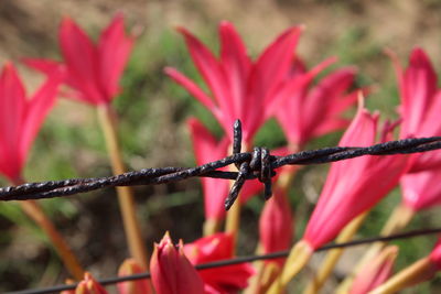 Close-up of insect on red flower