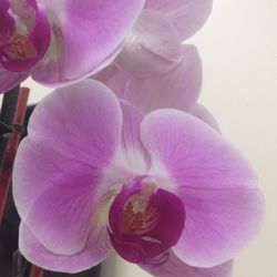 Close-up of pink flowers blooming outdoors