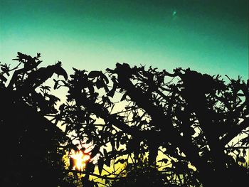 Low angle view of silhouette tree against sky