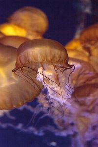 Close-up of jellyfishes swimming in aquarium