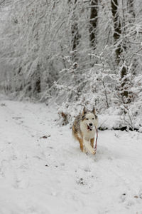 Dogs running on snow covered field