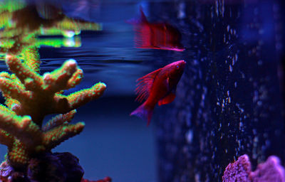 Close-up of fish swimming in aquarium